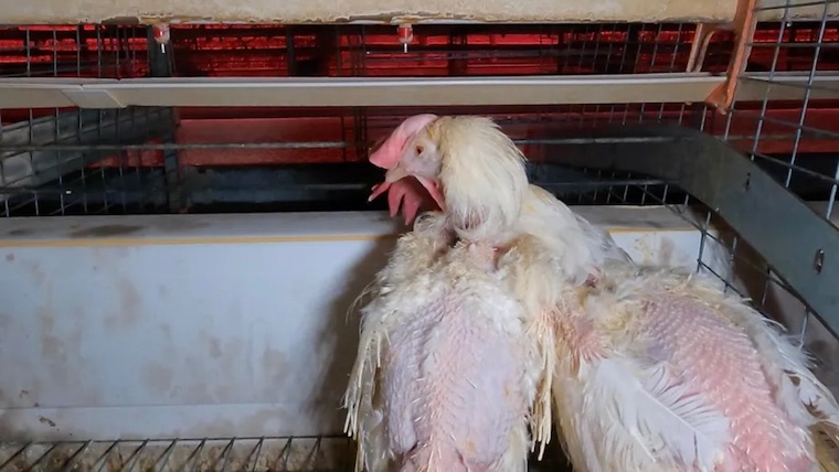 heat stroke chickens
