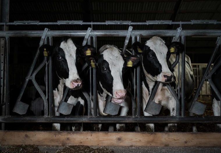 enslaved Cows