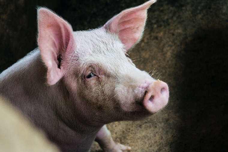 sad Pig