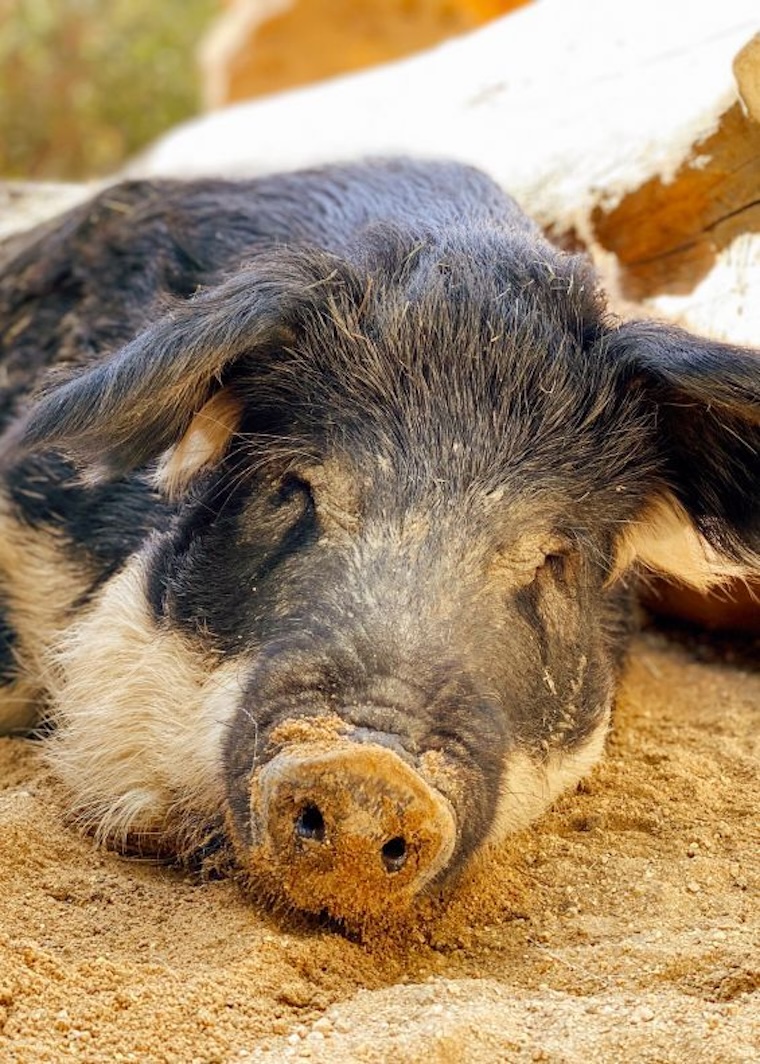 Menorah Mangalitsa