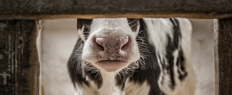 cow nose