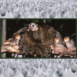 turkey and her poults