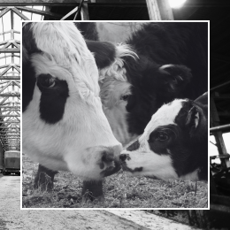 image of cow and calf