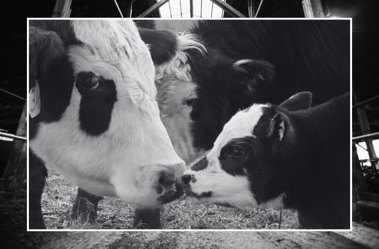 image of cow and calf