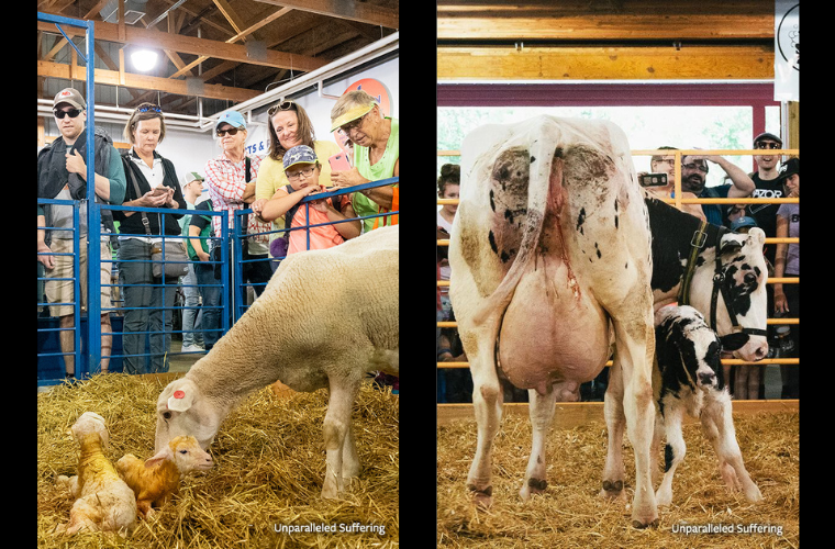 sheep and lambs, cow and calf