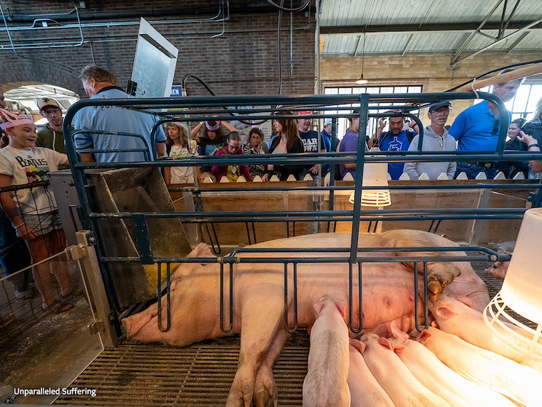 pig and piglets watched by crowd