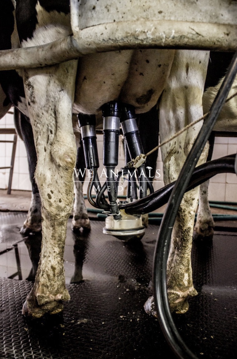 cow's teats