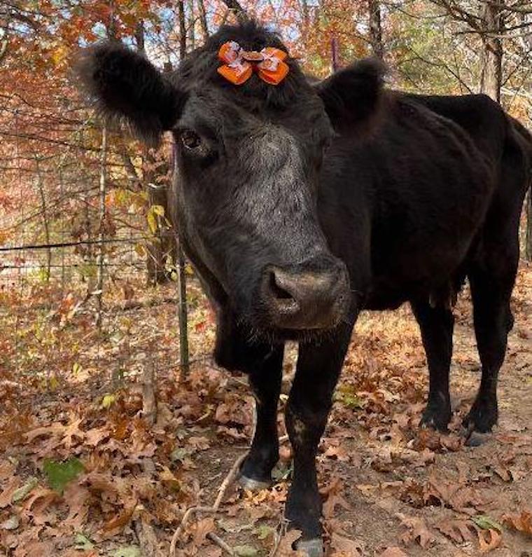 Cow Story