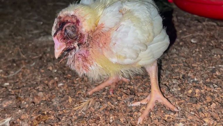 injured Chick