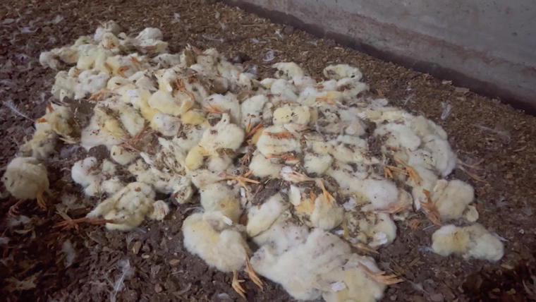 dead Chicks pile