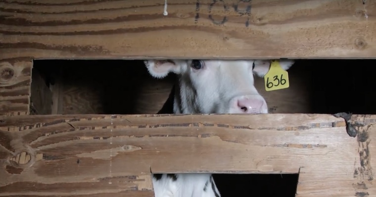 caged Calf