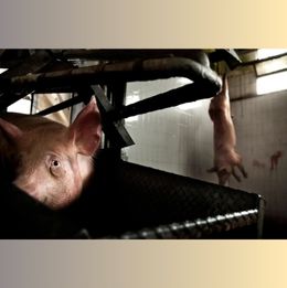 Pig slaughterhouse