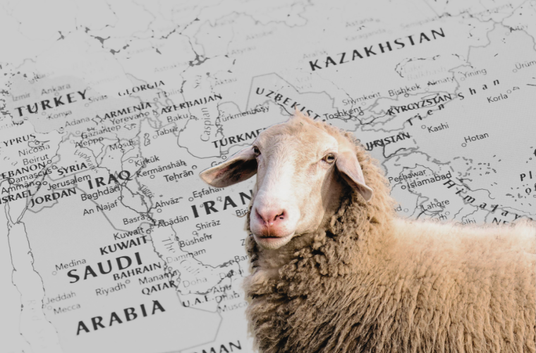 sheep and map of Middle East