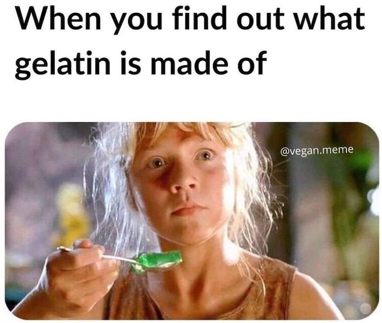 gelatin is what?