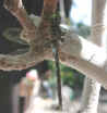dragonfly2.jpg