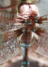 dragonfly3.jpg