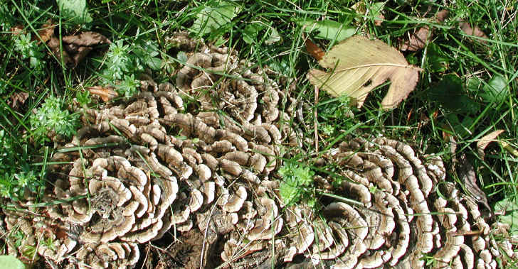 fau-coriolusversicolor-08