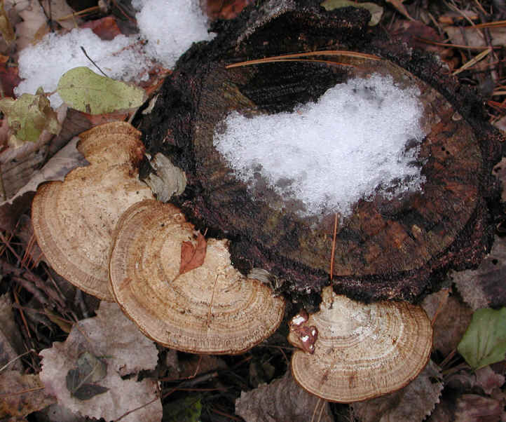 fau-coriolusversicolor-09