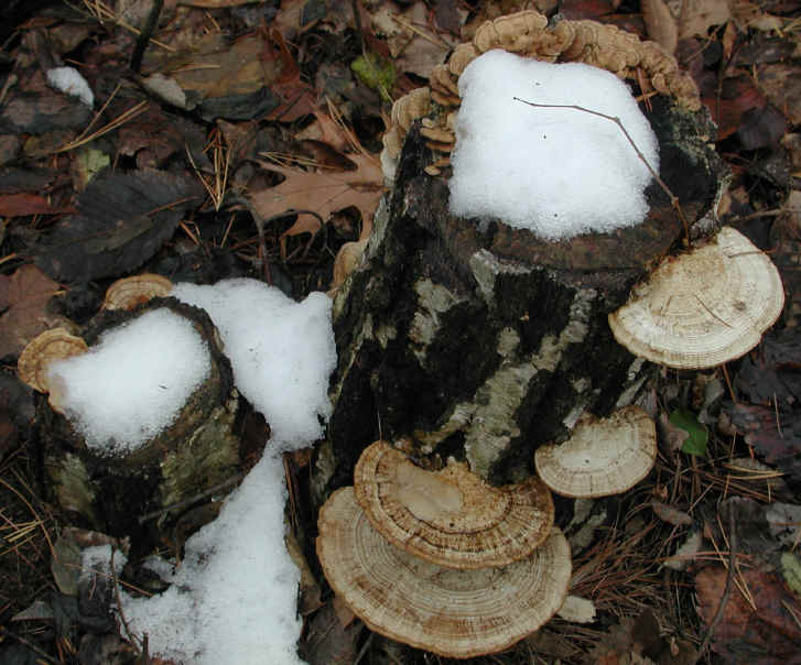 fau-coriolusversicolor-11