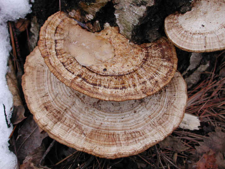 fau-coriolusversicolor-12