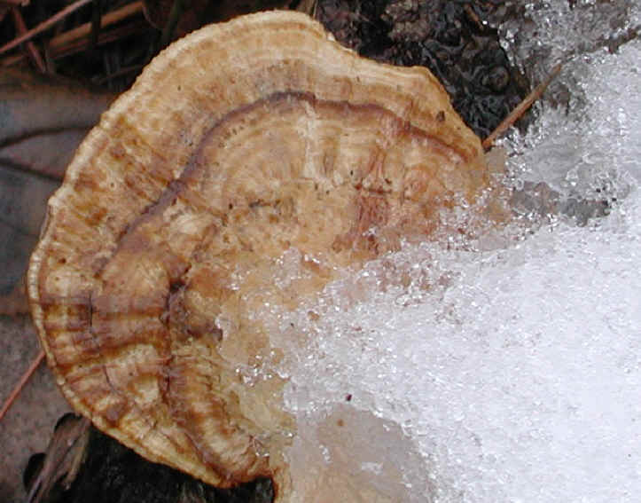 fau-coriolusversicolor-14