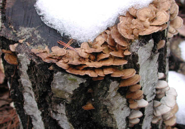 fau-coriolusversicolor-18