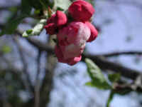 Wild Apple (Malus spp.) - 06