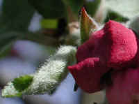 Wild Apple (Malus spp.) - 07a