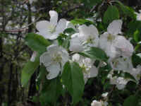 Wild Apple (Malus spp.) - 08