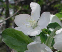 Wild Apple (Malus spp.) - 08a