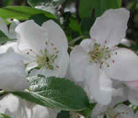 Wild Apple (Malus spp.) - 08b