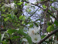 Wild Apple (Malus spp.) - 09