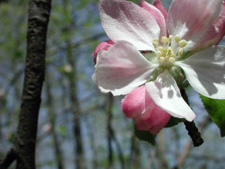 Wild Apple (Malus spp.) - 10