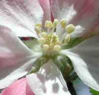 Wild Apple (Malus spp.) - 10b
