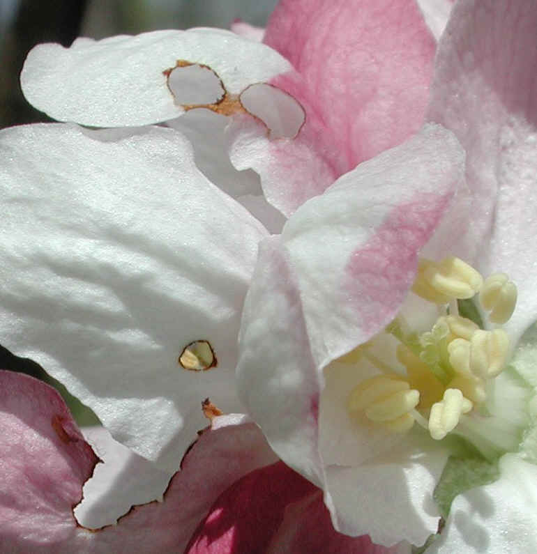 Wild Apple (Malus spp.) - 11a