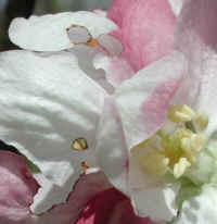 Wild Apple (Malus spp.) - 11a