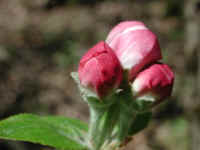 Wild Apple (Malus spp.) - 13