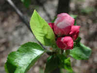 Wild Apple (Malus spp.) - 14