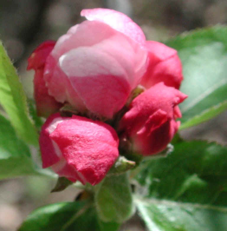 Wild Apple (Malus spp.) - 15a