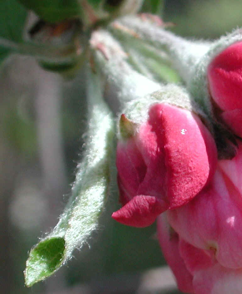 Wild Apple (Malus spp.) - 16a