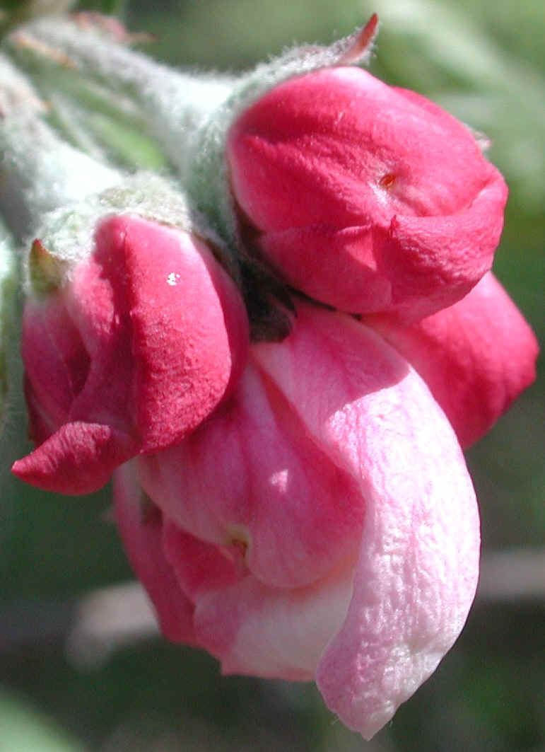 Wild Apple (Malus spp.) - 16b