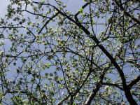 Wild Apple (Malus spp.)