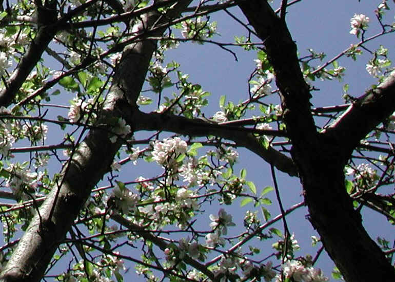 Wild Apple (Malus spp.) - 18a