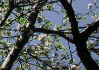 Wild Apple (Malus spp.) - 18a