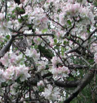 Wild Apple (Malus spp.) - 02