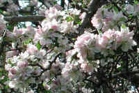 Wild Apple (Malus spp.) - 03
