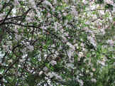 ftshl-apple4.jpg (104667 bytes)