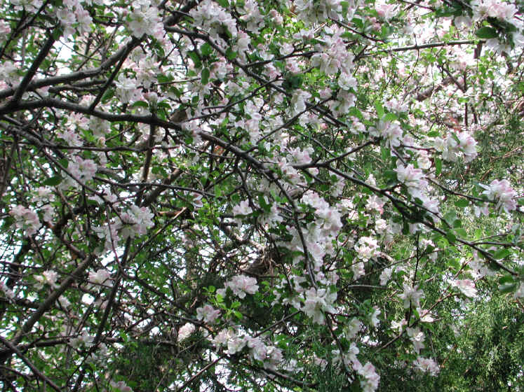 Wild Apple (Malus spp.) - 04
