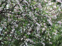 Wild Apple (Malus spp.) - 04