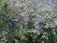 Wild Apple (Malus spp.) - 05